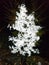Garvin Snowflake Christmas Tree Mini