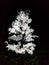 Garvin Snowflake Christmas Tree Mini