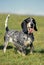 Gascony Blue Basset or Basset Bleu de Gascogne, Adult standing on Grass