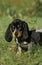 Gascony Blue Basset or Basset Bleu de Gascogne, Chiot standing on Grass