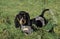 Gascony Blue Basset or Basset Bleu de Gascogne Dog, Pup standing on Grass