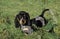 Gascony Blue Basset or Basset Bleu de Gascogne Dog, Pup standing on Grass
