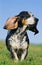 Gascony Blue Basset or Basset Bleu de Gascogne, Dog standing on Grass