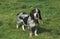 Gascony Blue Basset or Basset Bleu de Gascogne, Dog standing on Grass