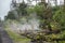 Gases and vapors escape from cracks in forest floor, Leilani Estate, Hawaii, USA