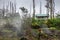 Gases and vapors escape from cracks in garden and forest, Leilani Estate, Hawaii, USA