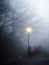 Gaslamp on a fog covered road at dawn.  Dead winter trees create silhouettes along the road