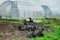 Gasoline cultivator on the background of greenhouses for growing vegetables