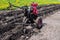 Gasoline cultivator with plow makes furrow in soil for potato plantation