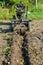 Gasoline cultivator with plow potato digger makes furrow in soil of potato plantation