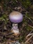 Gassy webcap, Cortinarius traganus, poisonous mushroom in forest close-up, selective focus, shallow DOF