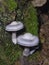 Gassy webcap, Cortinarius traganus, poisonous mushroom in forest close-up, selective focus, shallow DOF