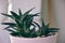 Gasteraloe, a hybrid succulent. Teal cactus leaves. Cactus plant pattern wallpaper. Succulent plant patterns. Details of succulent