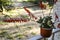 Gasteria Glomerata Succulent plant in bloom