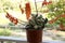 Gasteria Glomerata Succulent plant in bloom
