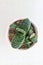 Gasteria gracilis Baker, Gasteria gracilis or Haworthia or cactus