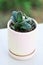 Gasteria gracilis Baker, Gasteria gracilis or Haworthia or cactus or succulent