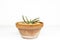 Gasteria little warty succulent plant in a clay pot on white isolated background