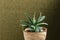 Gasteria is located in a beautiful clay pot on a blurred background. Green succulents. House plants. Home Decoration.