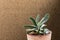 Gasteria is located in a beautiful clay pot on a blurred background. Green succulents. House plants. Home Decoration.