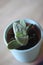 Gasteria succulent 1216