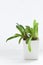 Gasteria succulent houseplants on white background