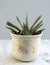 Gasteria succulent ox tongue succulent plant in a pot