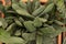 Gasteria succulent. Plant variety. Beautiful plants in pots. Close-up, background texture