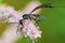 Gasteruptiidae wasp on flowering tamarisk