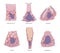 Gastric glands and cell types. Sectional view of stomach mucosa. Stomach anatomy