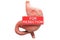 Gastric resection concept. Human stomach with For Resection hanging sign, 3D rendering