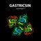 Gastricsin is a molecular chemical formula. Enzyme of the stomach, gastric juice. Infographics. Vecto