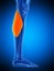 The gastrocnemius