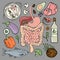 GASTROINTESTINAL HEALTH Human Nutrition Vector Illustration