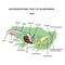 Gastrointestinal tract of an amphibian frog information graphic.