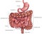 Gastrointestinal tract with description