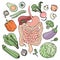 GASTROINTESTINAL TRACT HEALTH Human Nutrition Vector Set