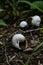 Gastropod, empty snail shells in the forest