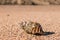 Gastropod seashell on sandy beach