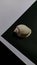 Gastropod shell