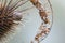 Gastropod shell in a teasel an dry leaf