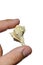 Gastropod snail seashell held between thumb and index finger of adult man, white background