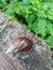 The gastropod in the wall