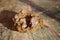 Gastropods and shells fossil on the table