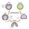 Gastrulation stages as early embryo development process outline diagram