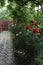 Gate of garden overgrown with roses. garden and vegetable garden concept