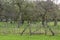 This gate gives access to the old orchard near Linschoten estate