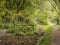 Gate in woodland with path going round it. Difficulty concept.