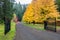 A gated driveway lined with maple trees in autumn fall