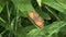 Gatekeeper butterfly close up